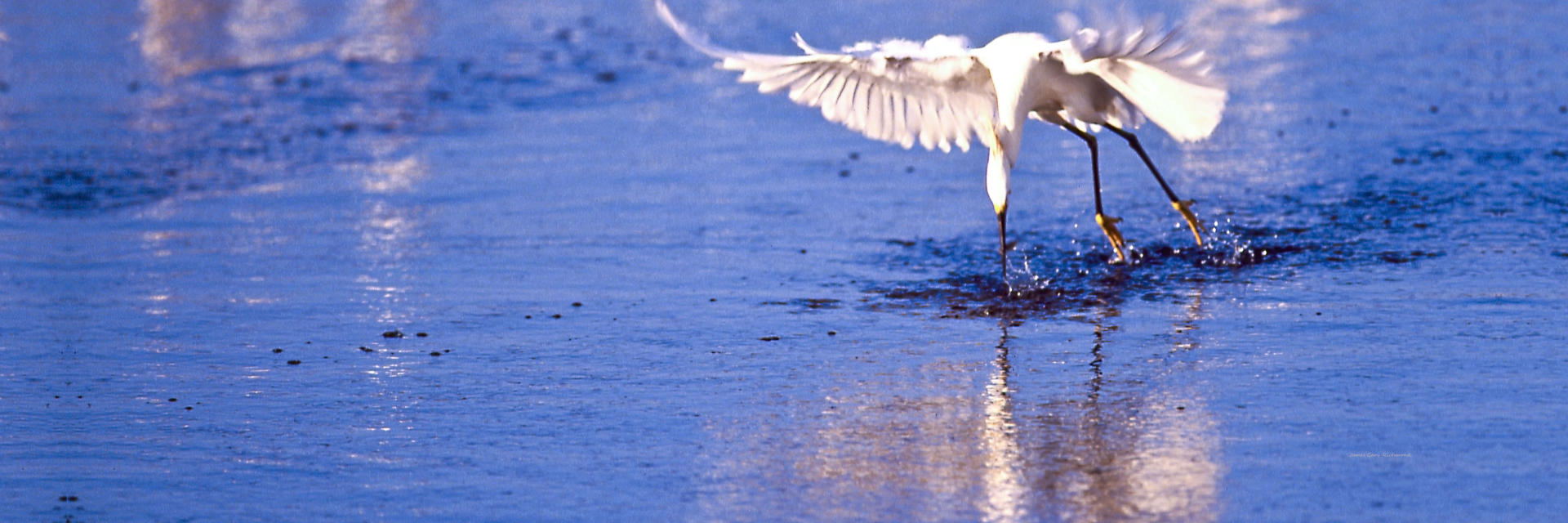00146 nature, great white egret, ,.jpg