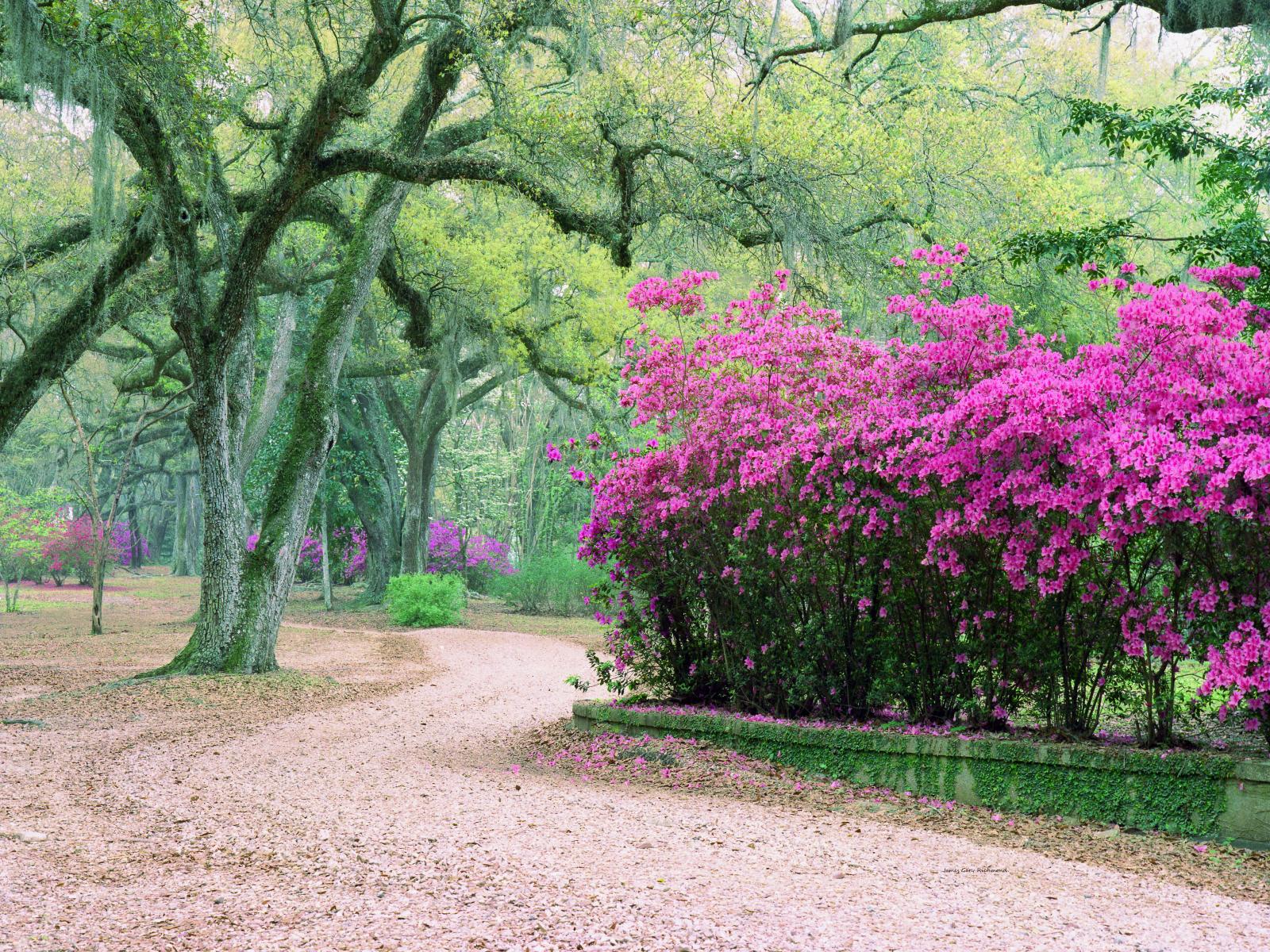 01533 avery gardens La., path, floral, old oaks,,.jpg
