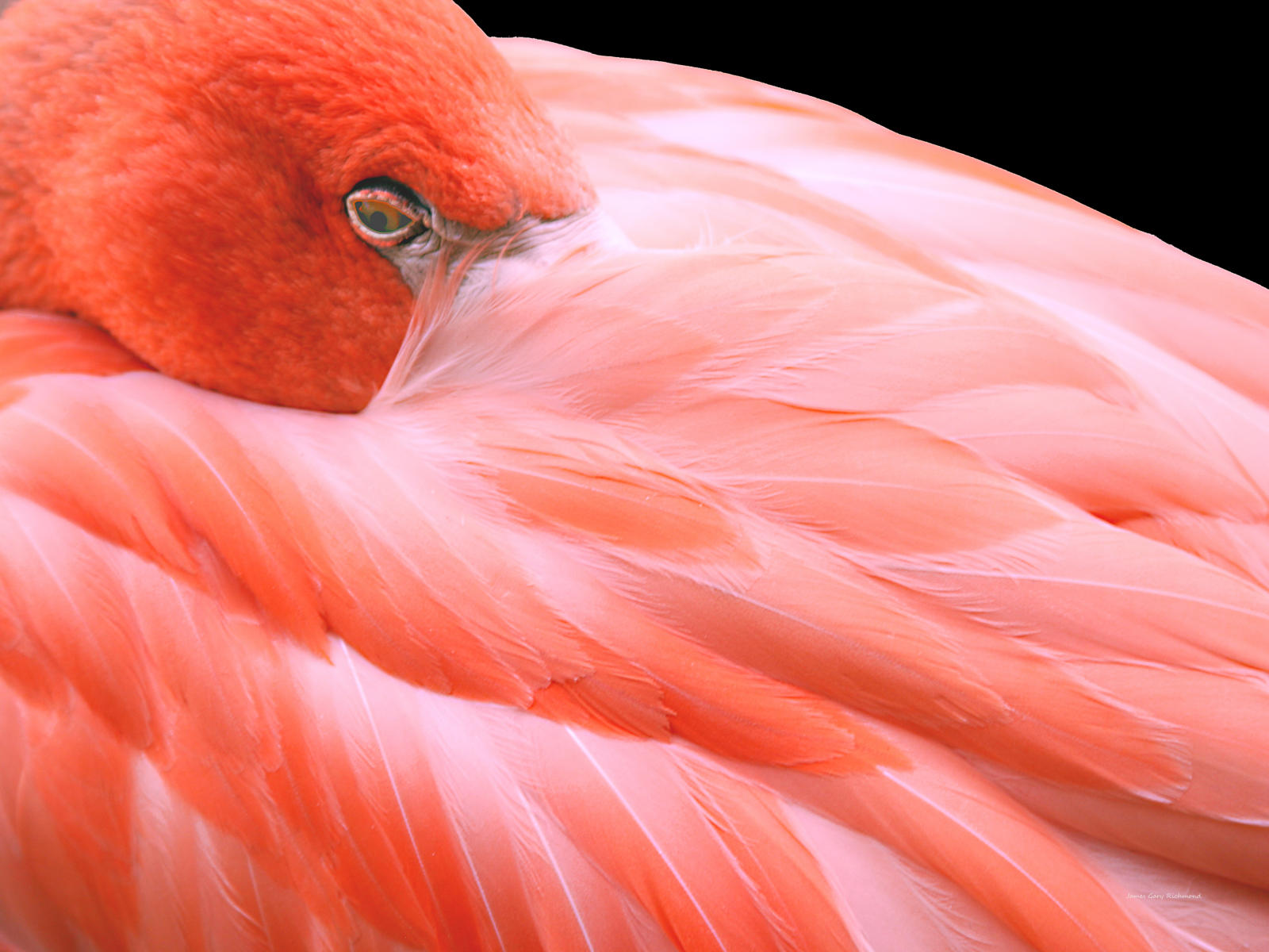 01535 nature,  flamingo,,.jpg