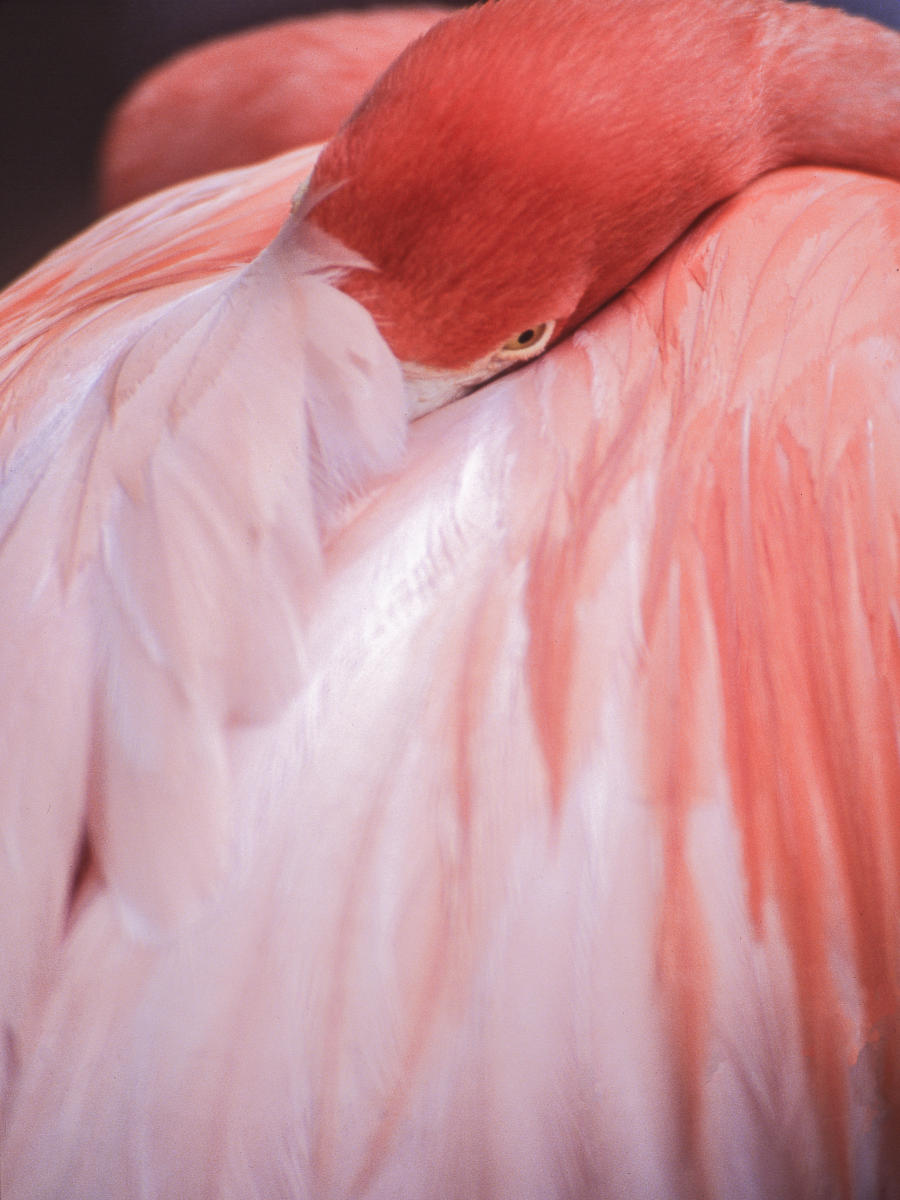 01554 nature,  flamingo,,.jpg