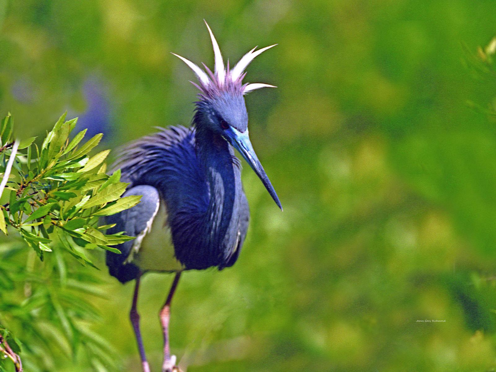 5874 nature, tri-colored heron,bird,breeding plumage,,.jpg