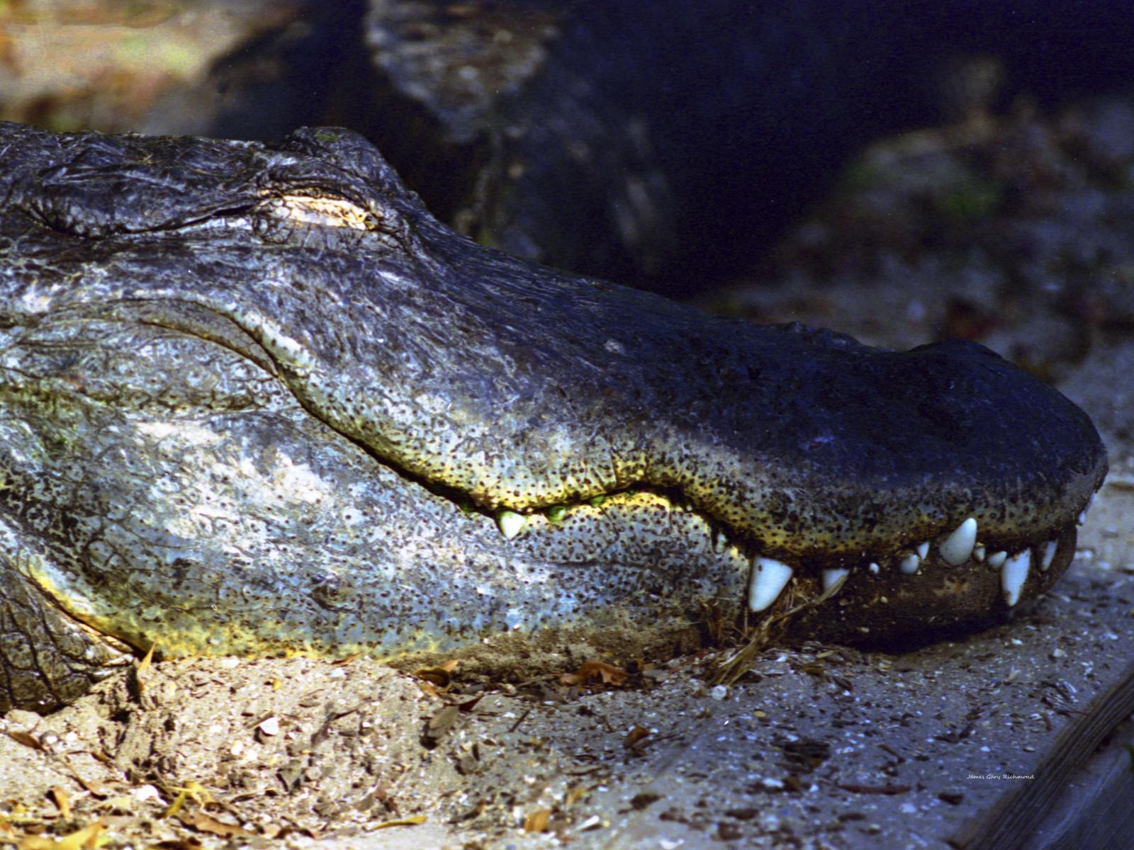 05875 nature,  poke em. see if he is alive, florida alligator,,.jpg