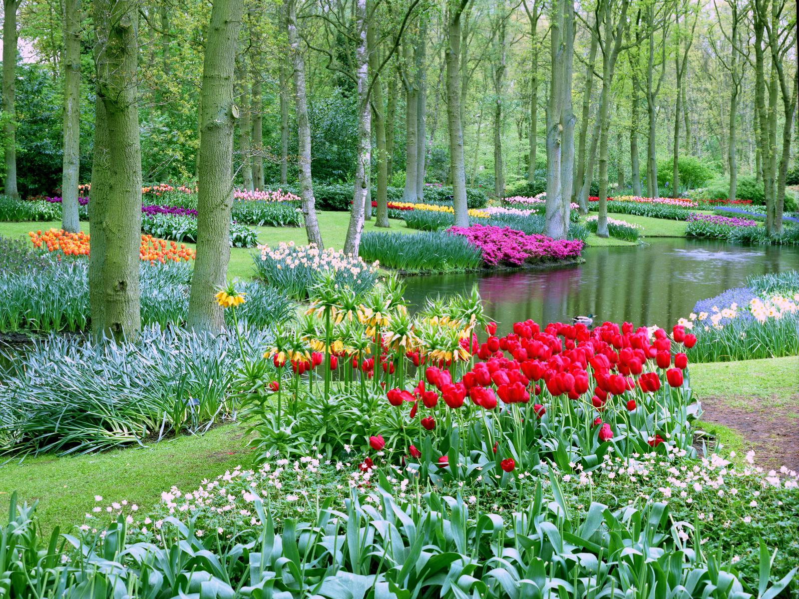6840 a dutch garden,tulips, netherlands, floral ,, .jpg