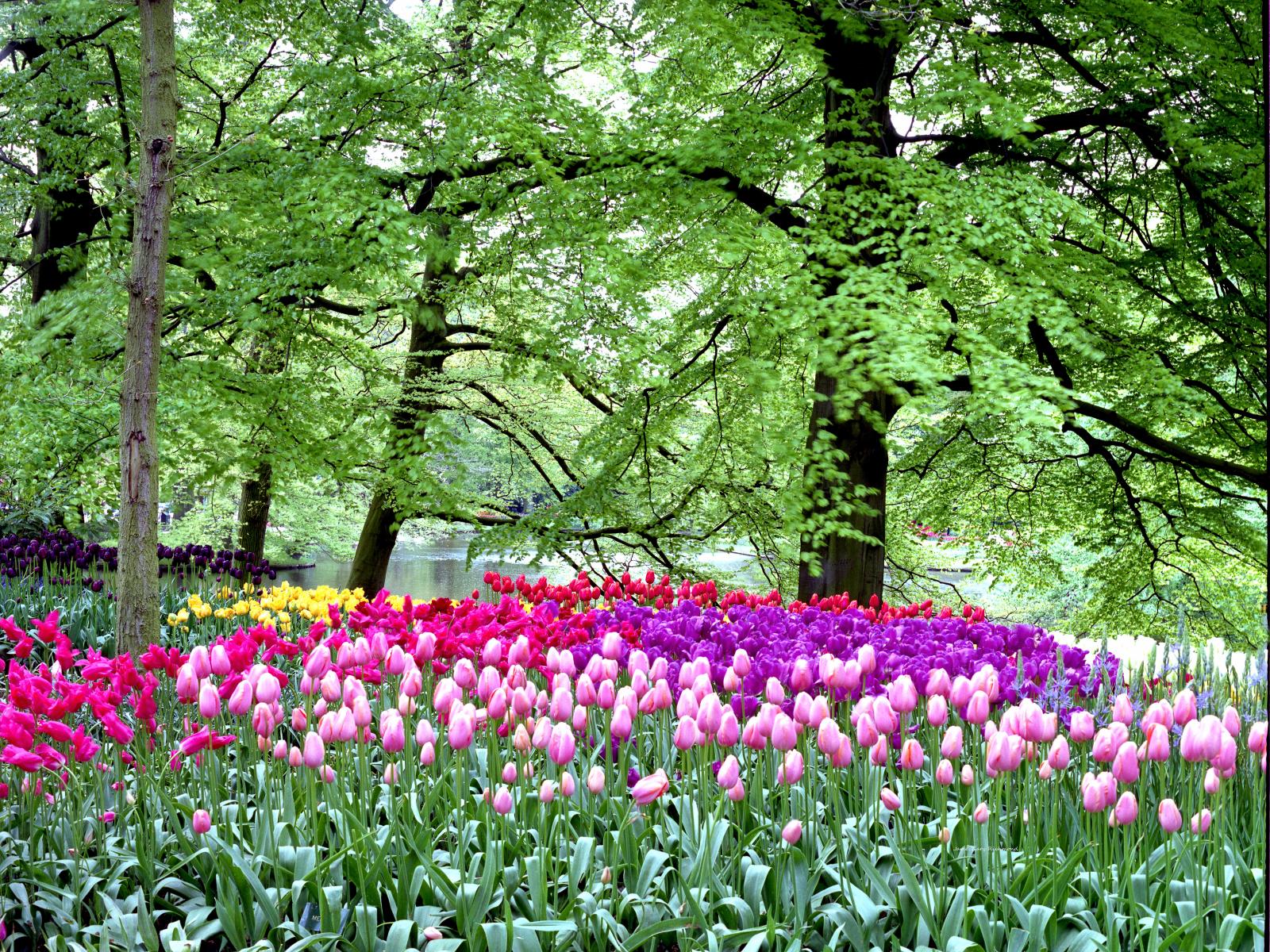 6946 a dutch garden, netherlands, tulips, floral, ,.jpg