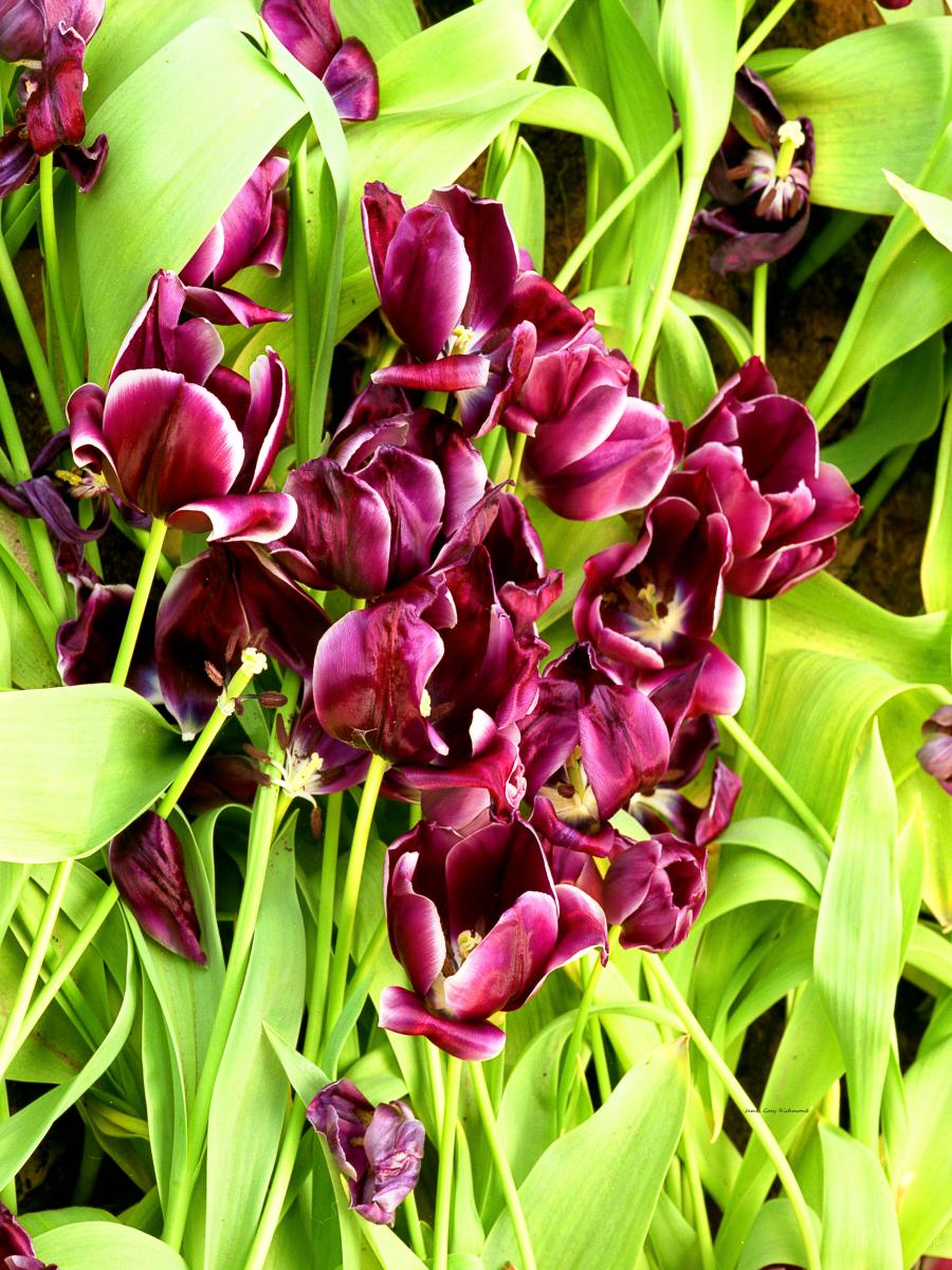 7126 holland,garden,flowers,tulips, ,.jpg