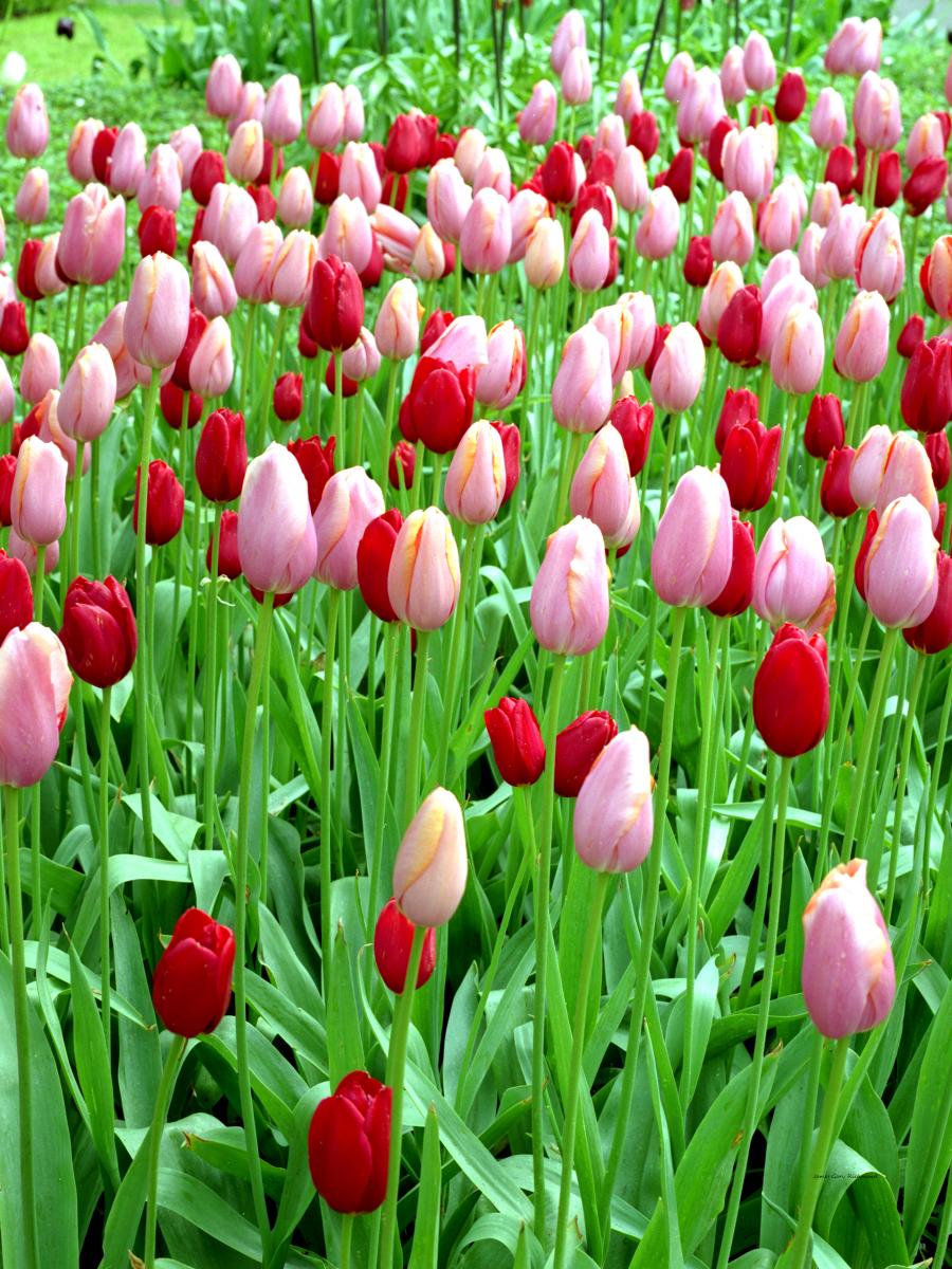 07159 holland, garden, flowers, tulips,,.jpg