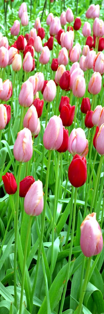 07159p holland, garden, flowers, tulips,, .jpg