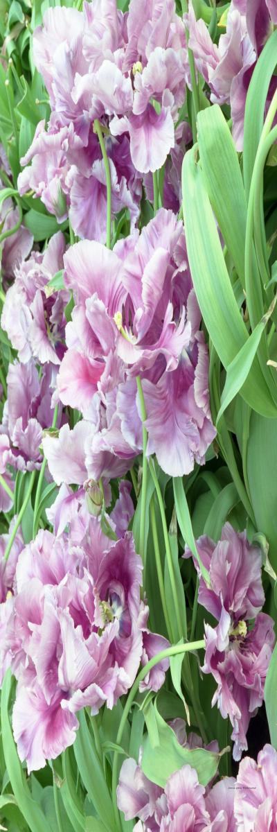 07162p holland,garden,flowers,tulips,, .jpg