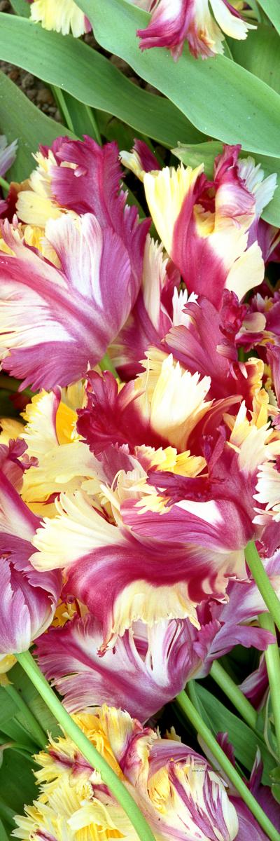 07188p holland,garden,flowers,tulips,, .jpg