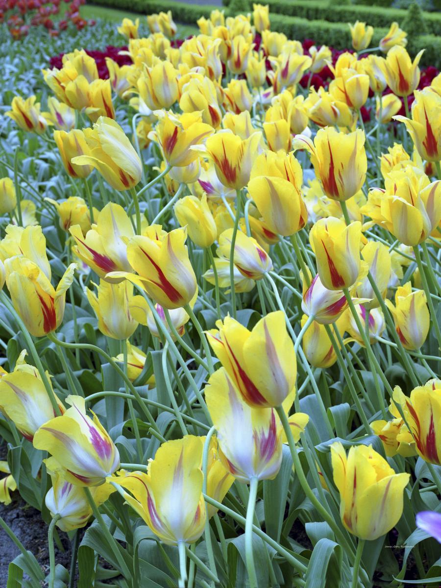 07190 floral, yellow tulips, holland,,.jpg