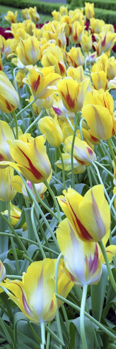 07190p floral, yellow tulips, holland,, copy.jpg