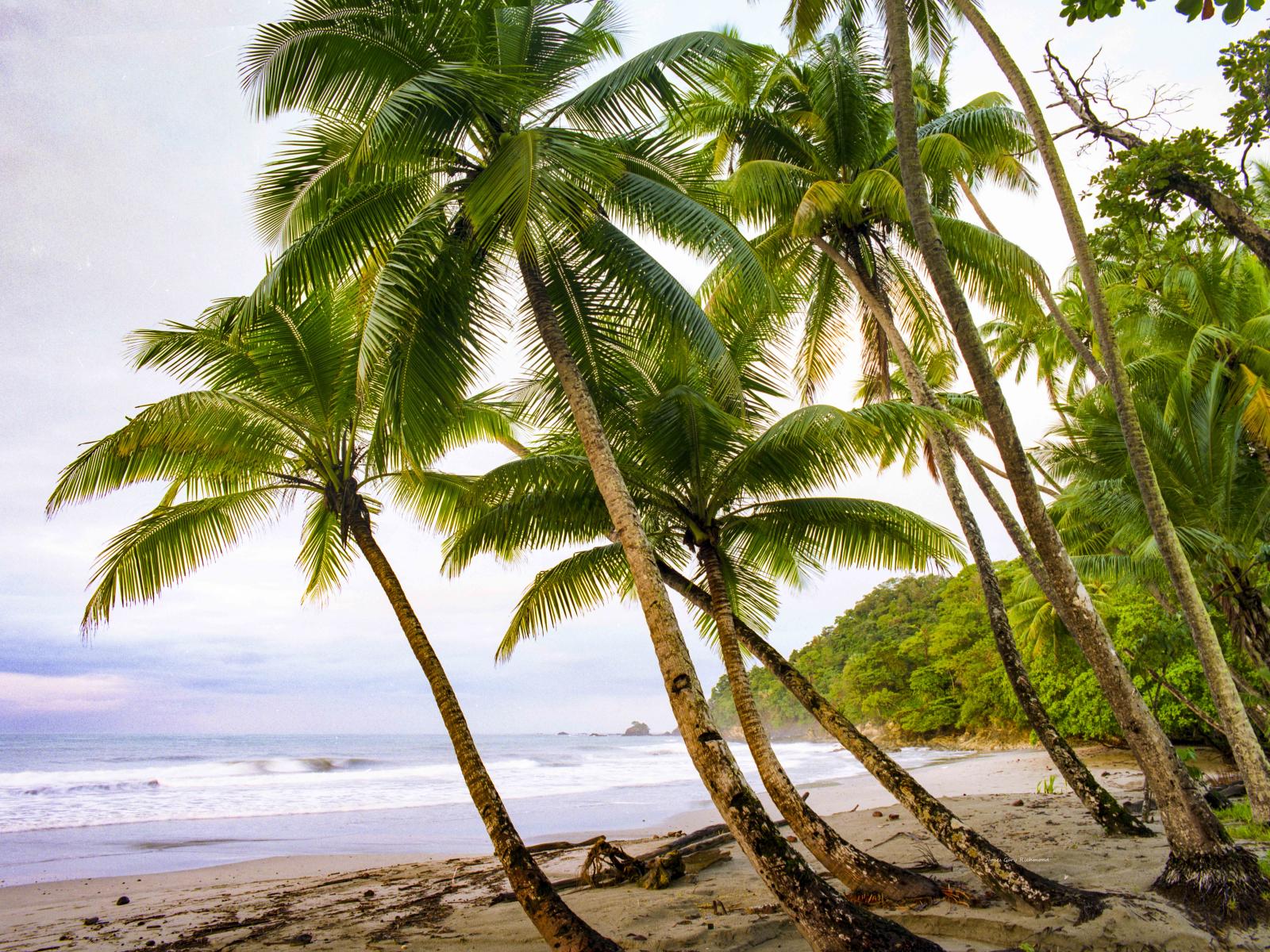 08593 pacific, beach, coconut palms, surf,tropical ,, .jpg