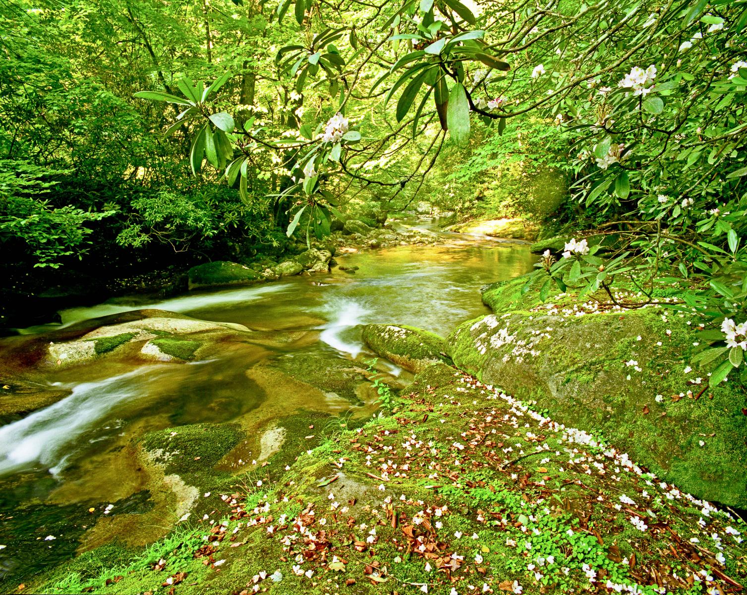 11917 nature, Carolina Mountain river, rhododendrom,,.jpg