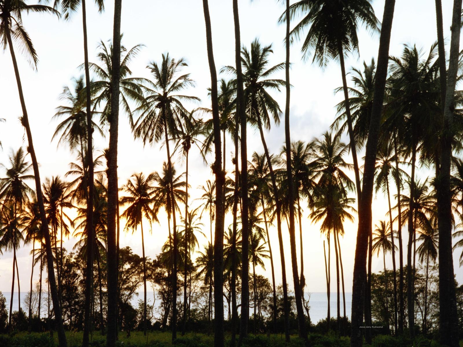 12193 seascape, coconut palms, twilight, tropical, islands,, .jpg