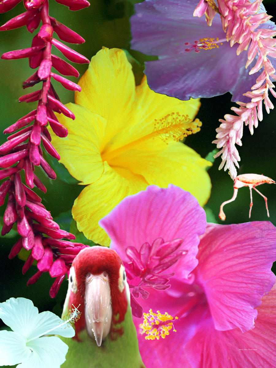 12753 floral, composite,  yellow & pink hibiscus parrot,,.jpg