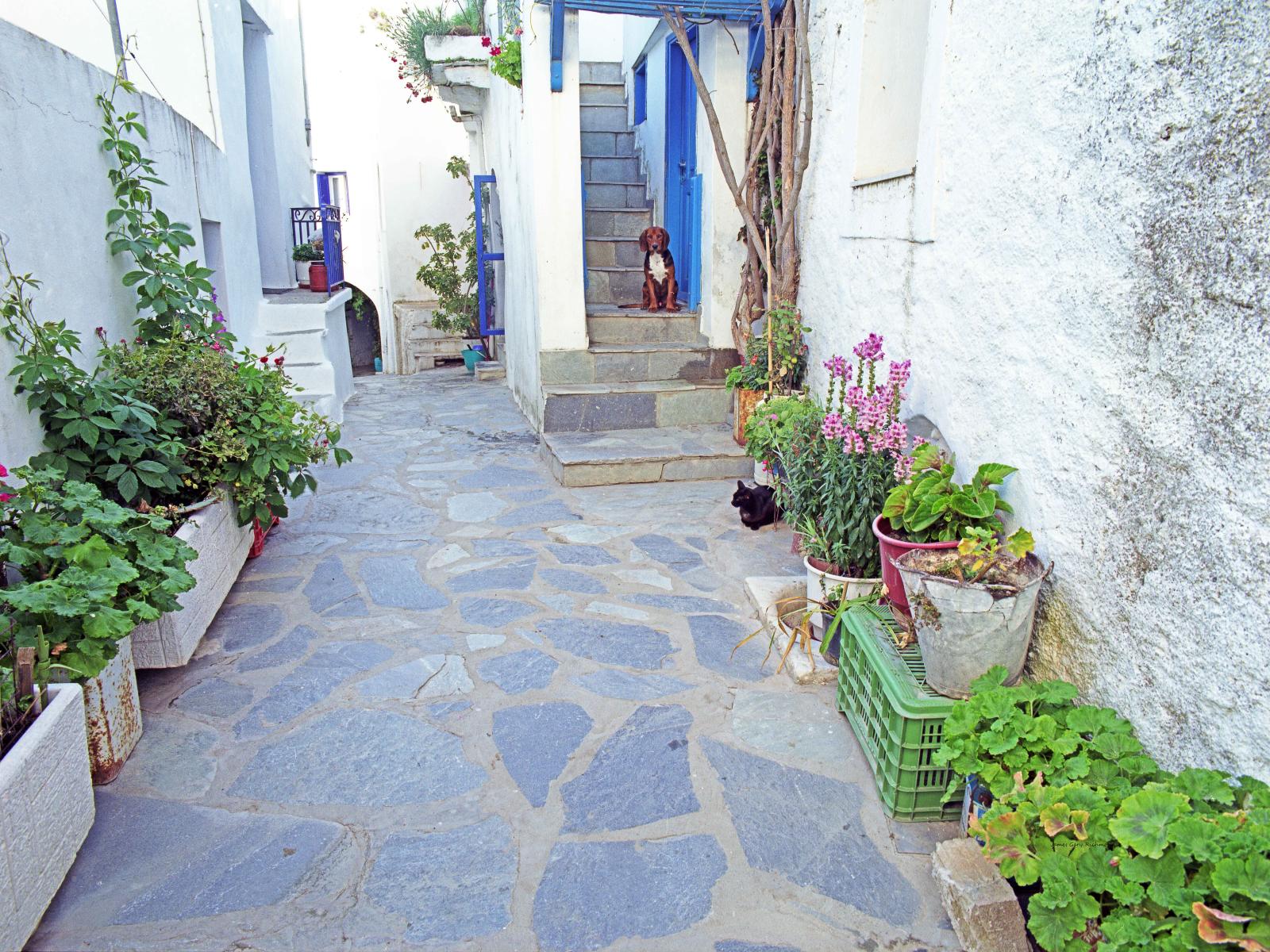 18154 architecture, santorini, greece dog and cat, stairs,,.jpg