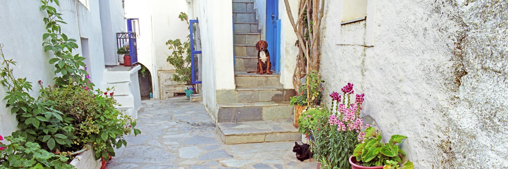 18154p architecture, santorini, greece dog and cat, stairs,,.jpg