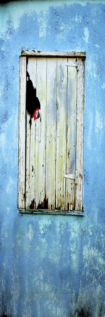 19023p shutter w parrot, cat island bahamas, caribbean shutters house,, .jpg