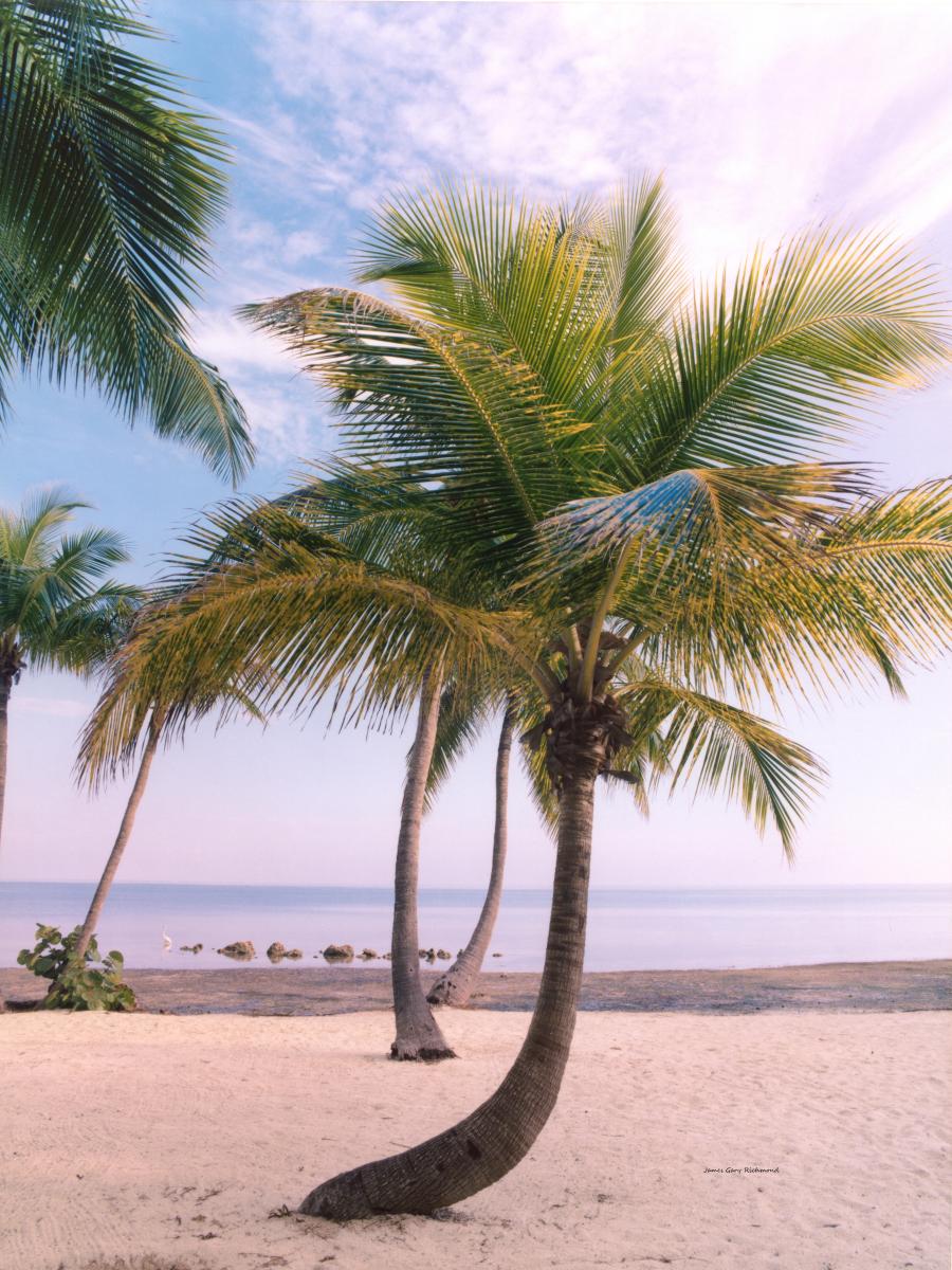 19158  seascape, nature, florida keys livin, beach, coconut trees, ,.jpg