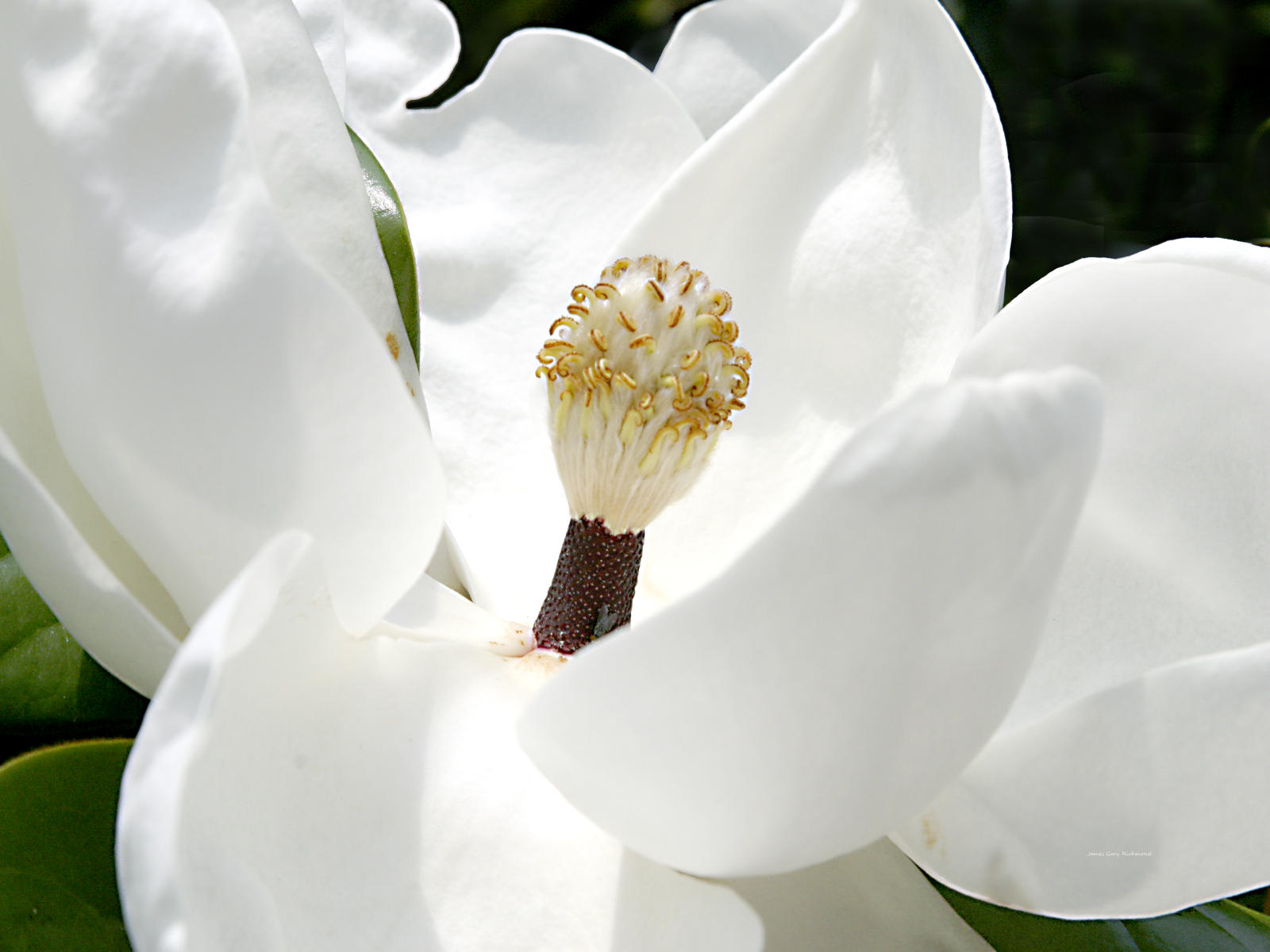 21703 floral, magnolia flower,,.jpg