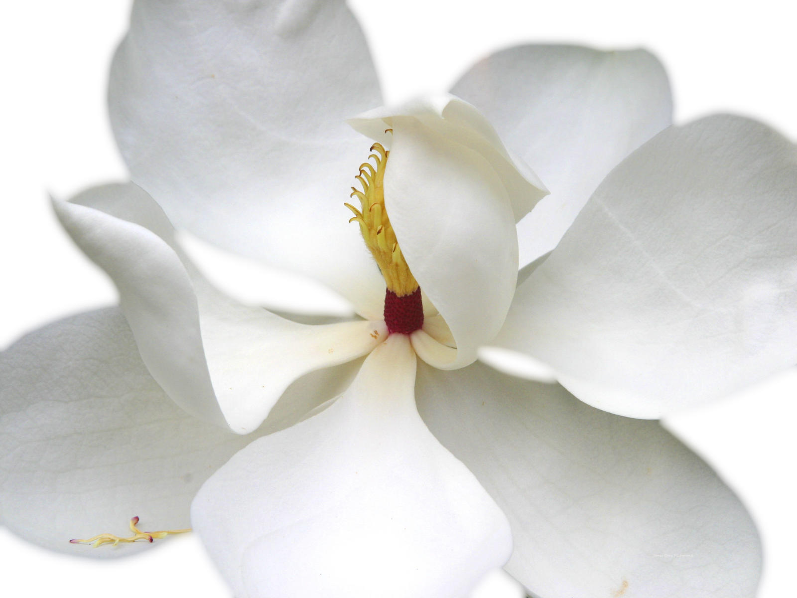 21704  floral, magnolia white on white,,.jpg