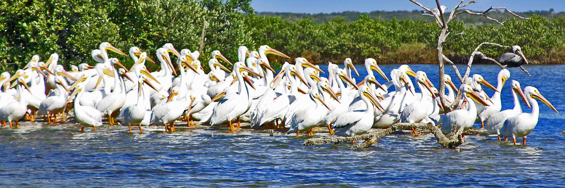 21720p nature, white pelicans,,.jpg