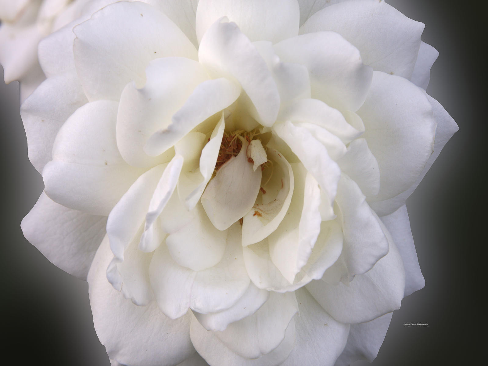 21784 floral, garden, white rose,,.jpg
