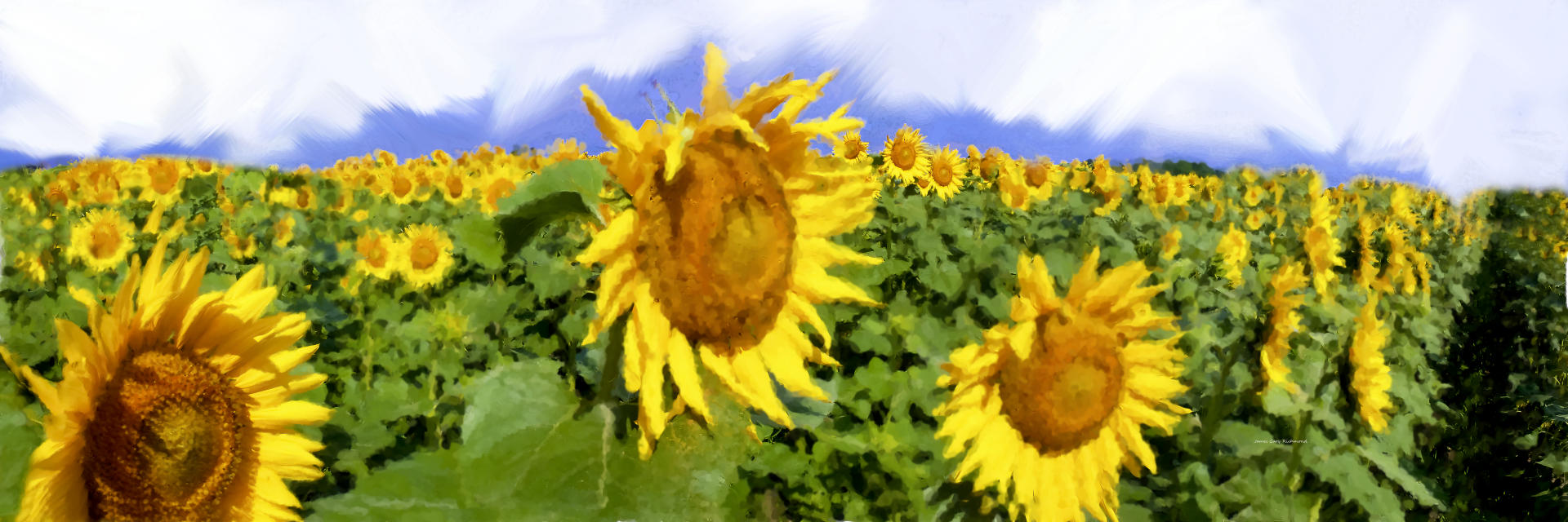21819p floral, garden,  sunflower, clouds, art rendition,,.jpg
