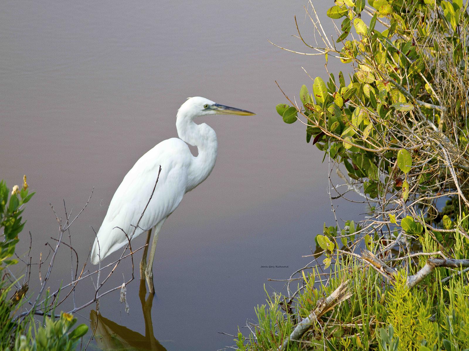 28165 nature, Great white egret,,.jpg