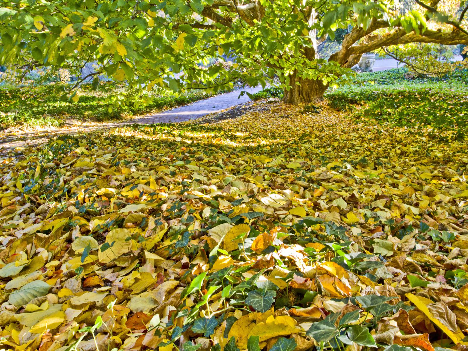 32030 nature, fall leaf change,,.jpg