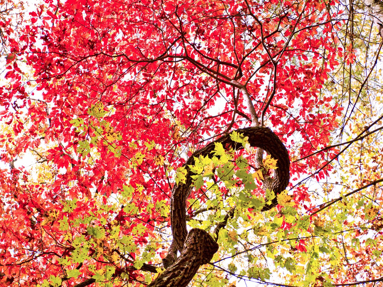 32109  nature, fall leaf change,,.jpg
