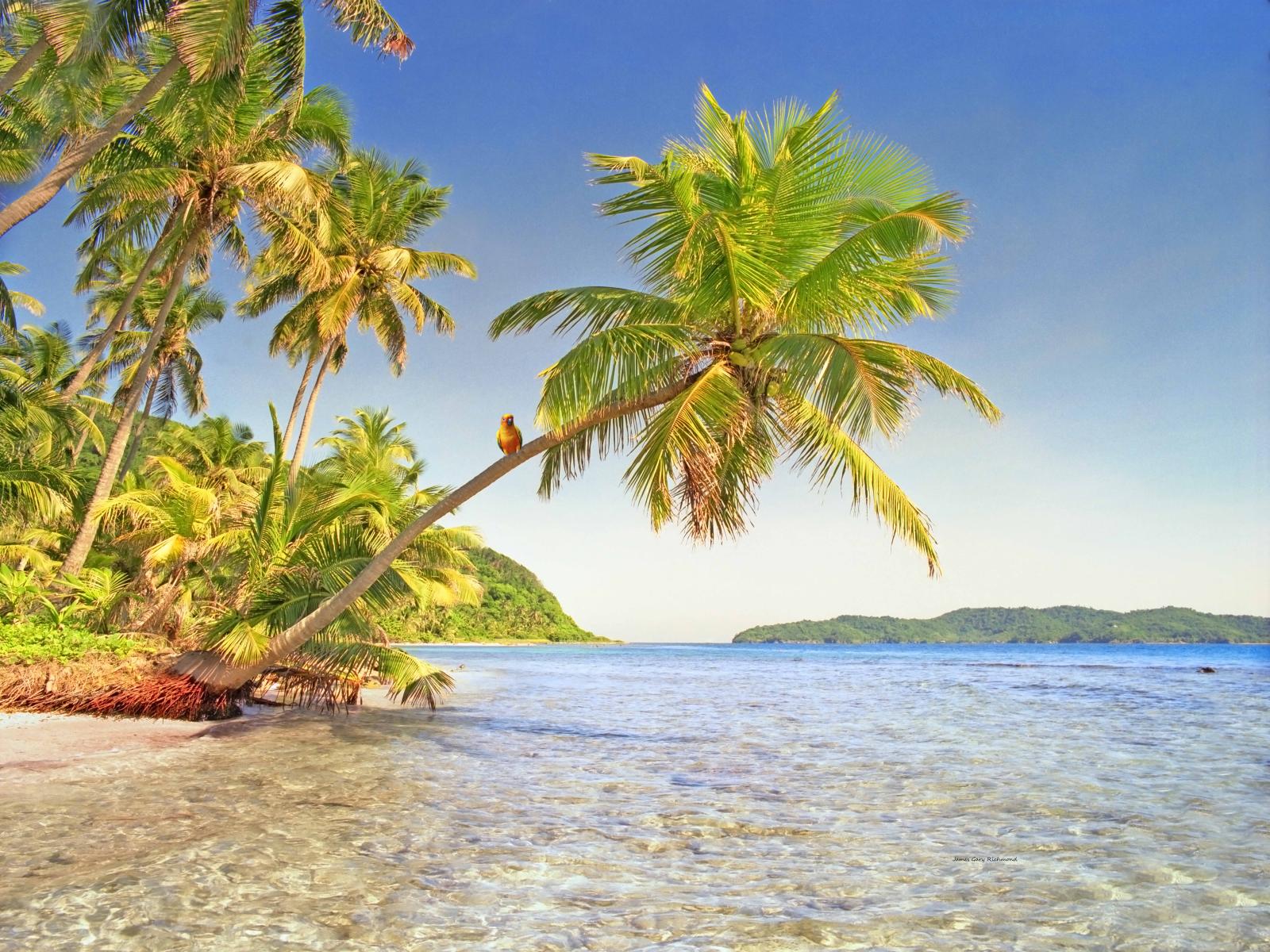 32324 seascape, caribbean, golden conyers, coconut trees,, .jpg