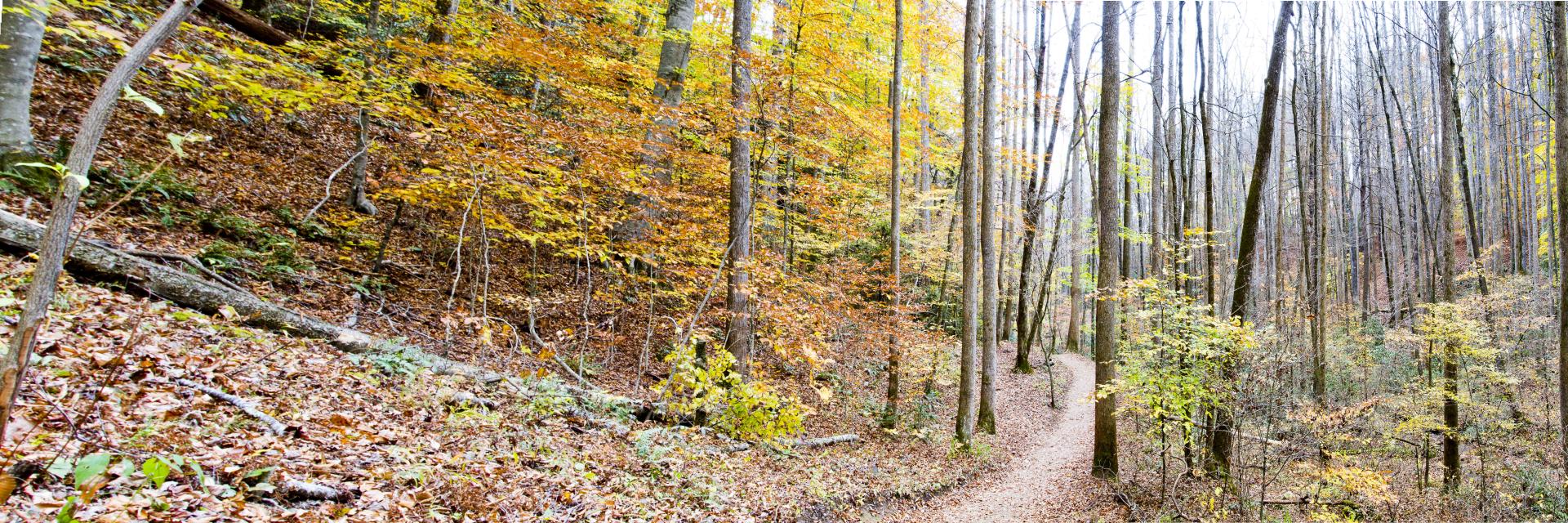 32365p nature, path through the wood, fall leaf change,,.jpg