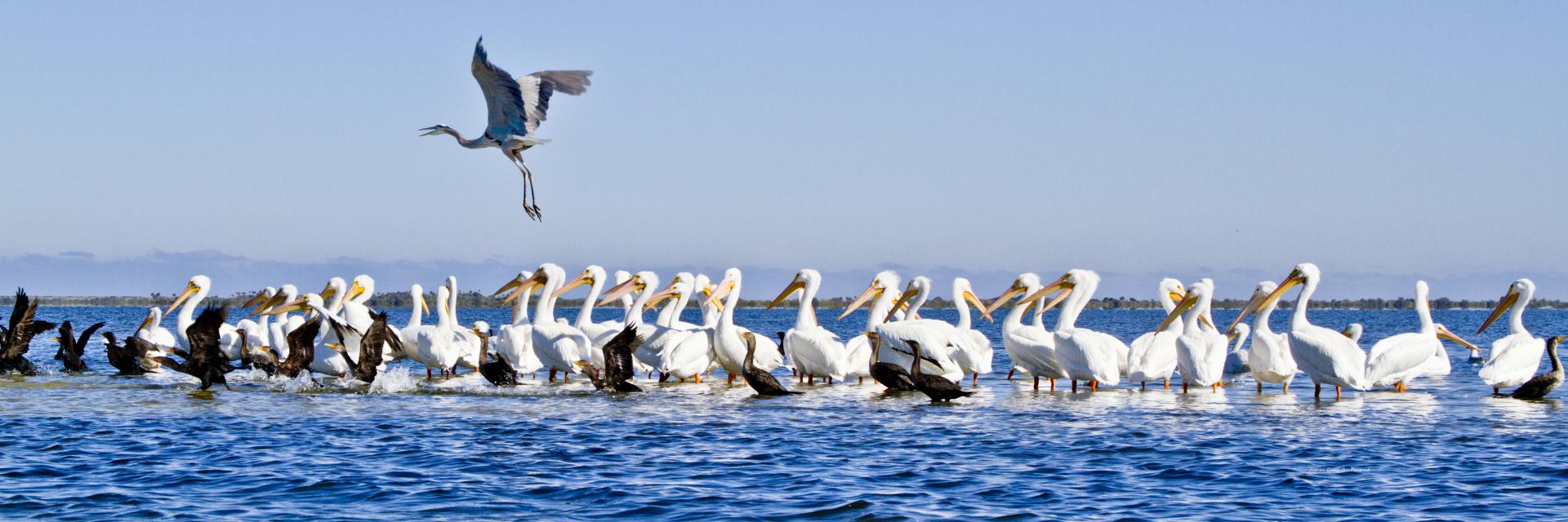 32401p nature, white pelicans  and friends, sand bar,,.jpg
