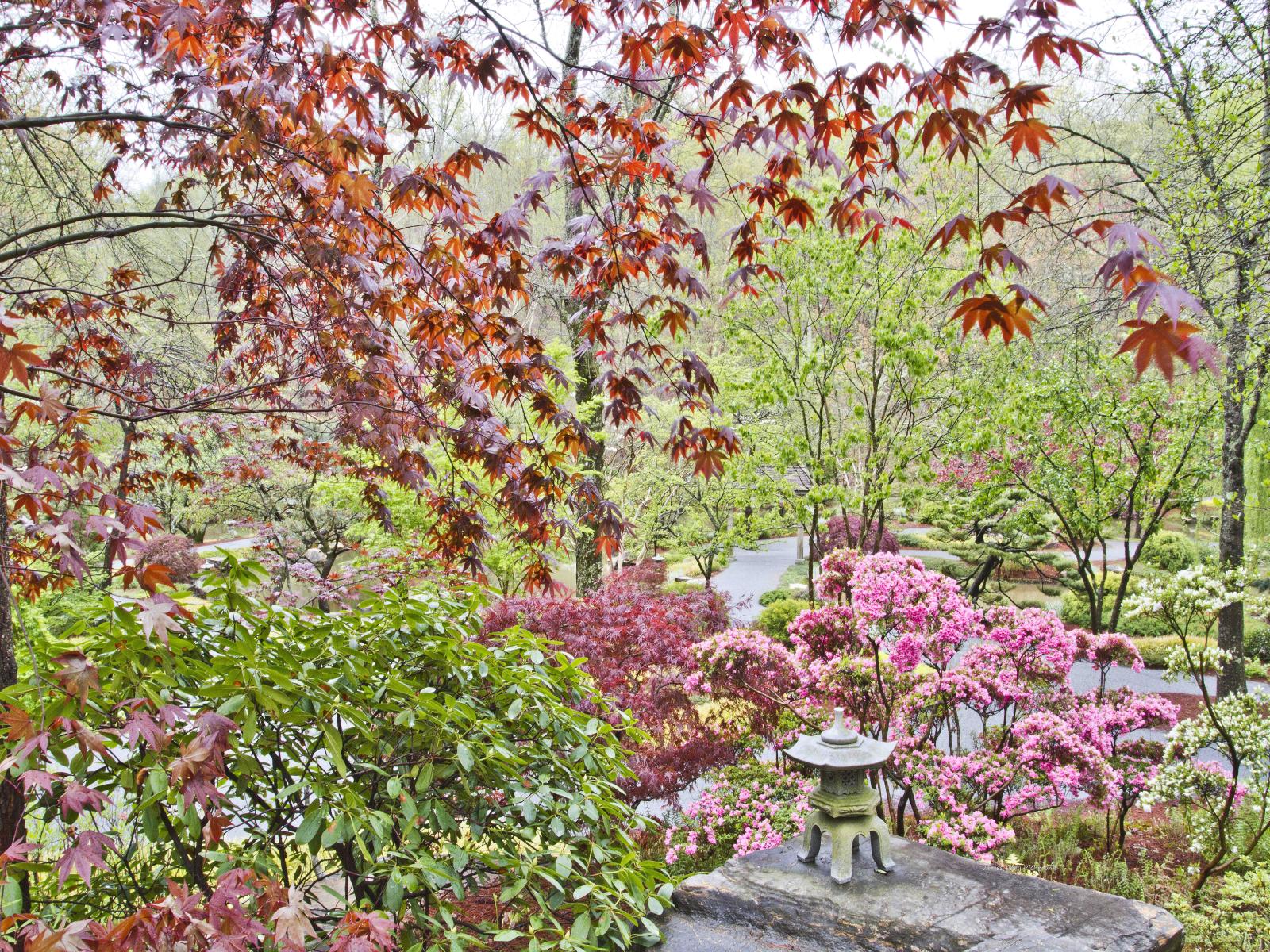 35070 floral, garden, japanese maple, spring bloom,,.jpg