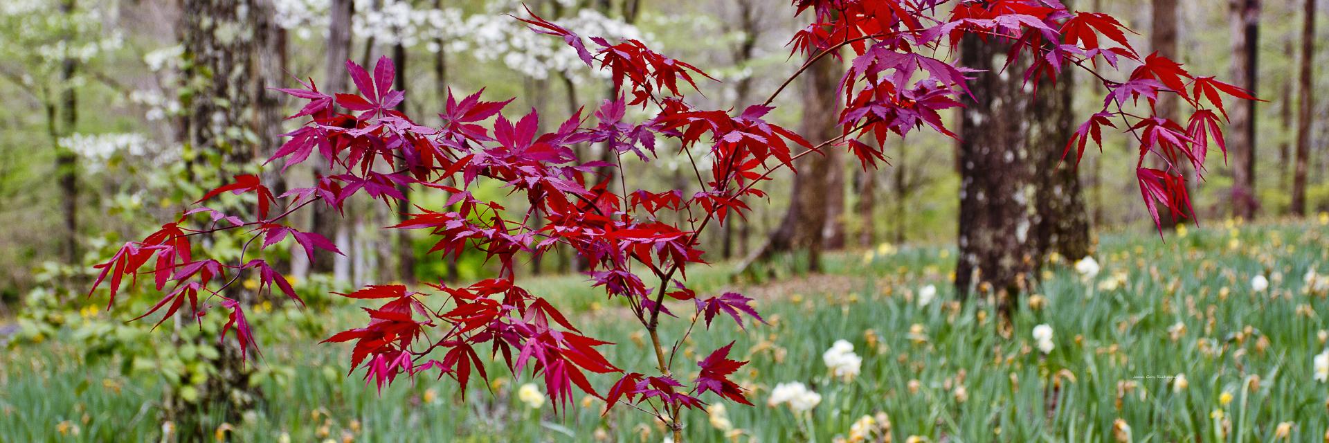 35168p floral, garden, woodlands, japanese maple,,.jpg