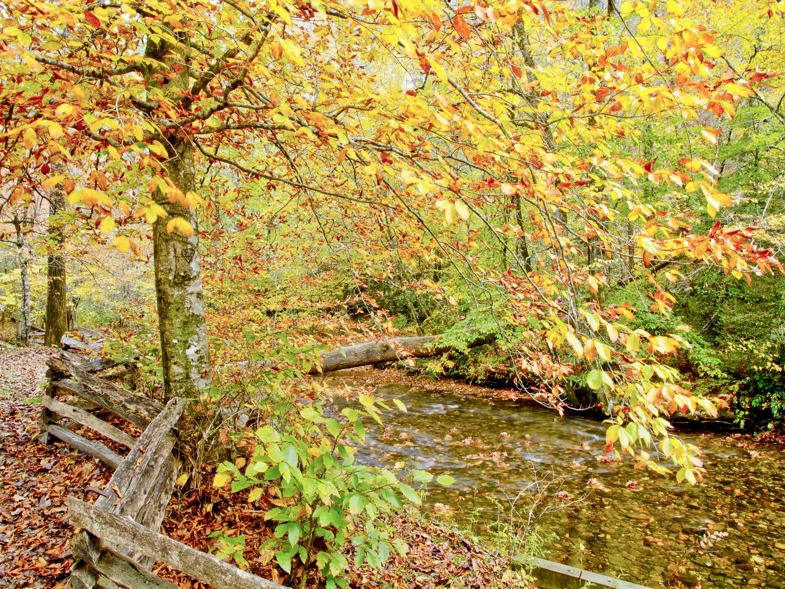 37449 nature,  pisgah forest, N.C., Fall Leaf Change, ,.jpg
