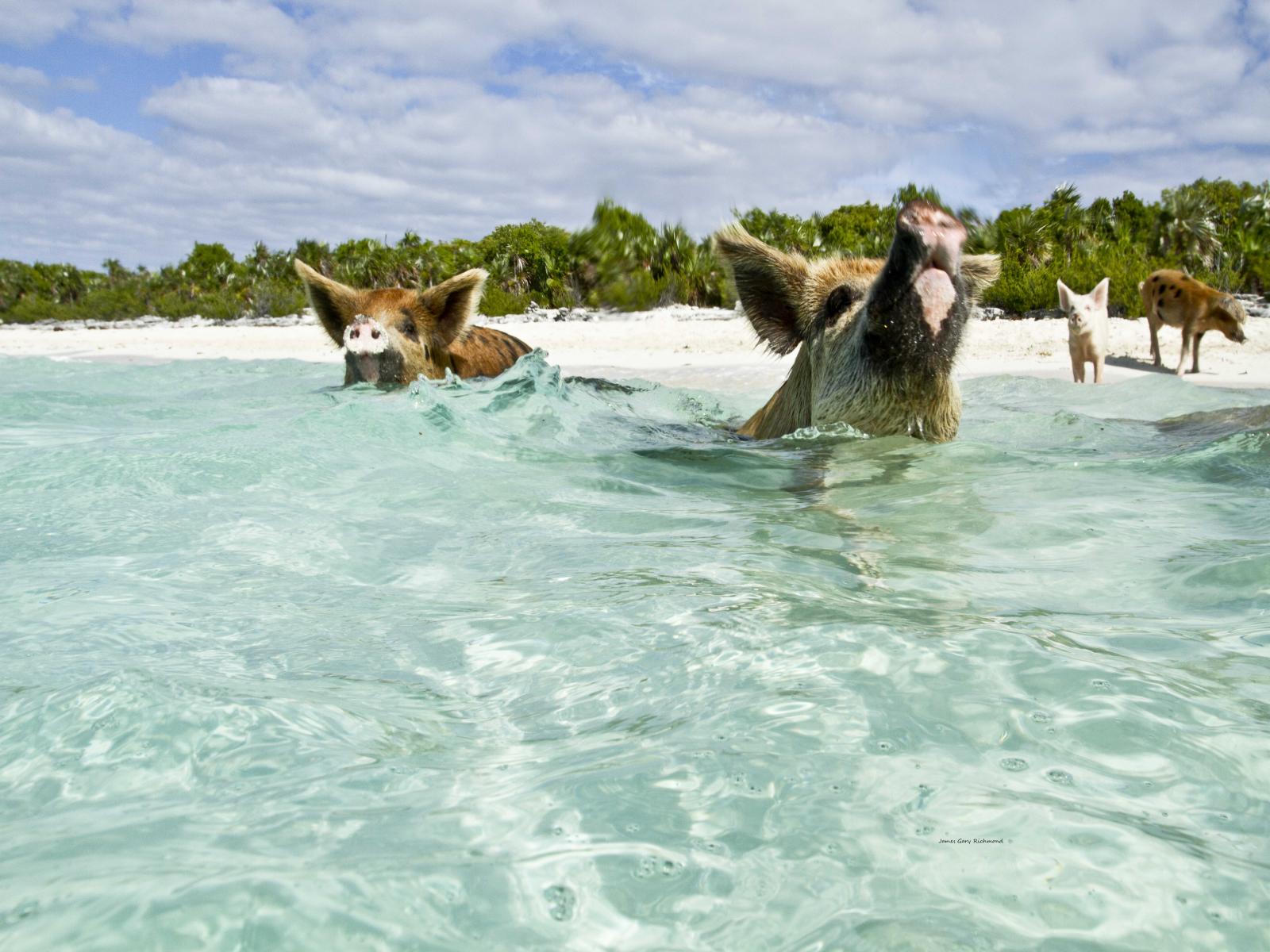 39265 seascape, wild swimming pigs of bahamas, tropical,, .jpg