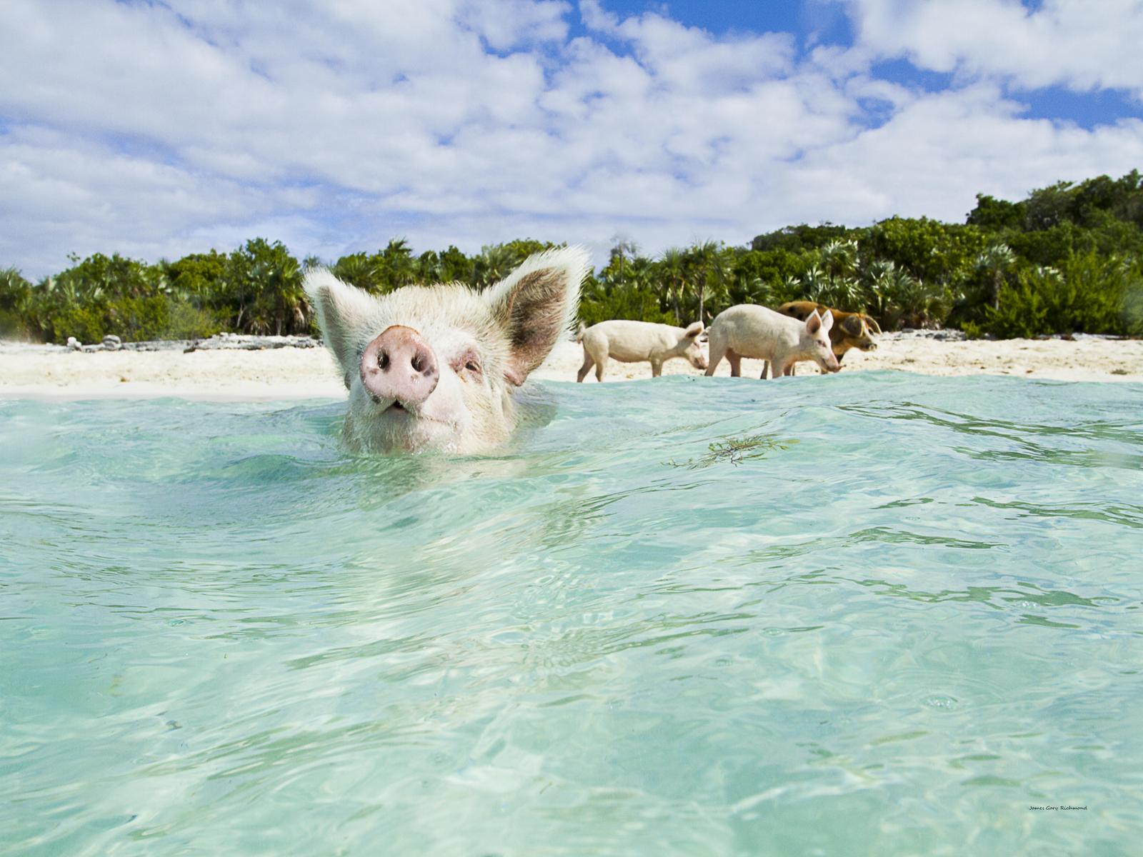 39298 seascape, wild swimming pigs of bahamas, tropical,, .jpg
