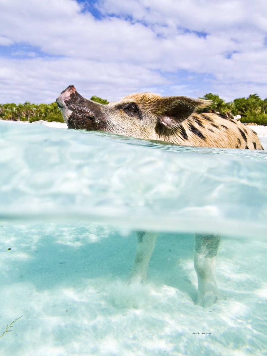 39367 seascape, wild pigs of bahamas, tropical,, .jpg