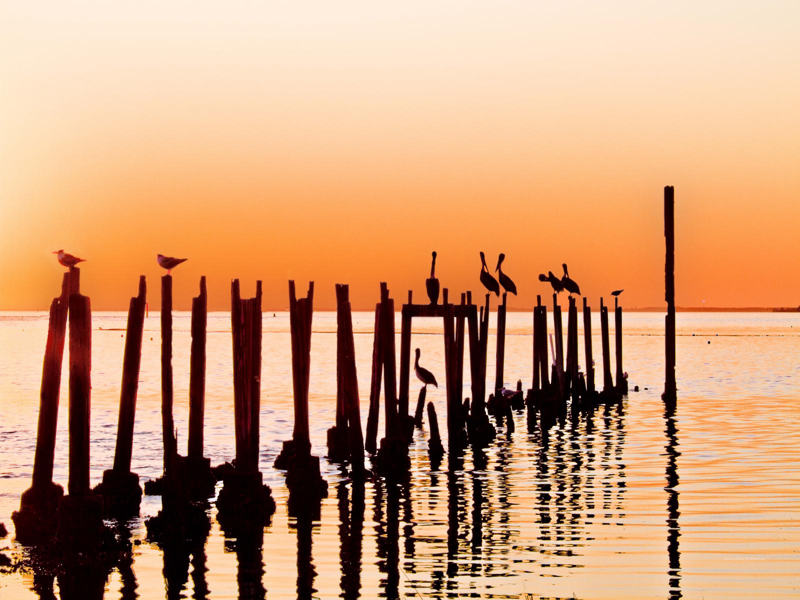 43989 pelicans in sunset, old dock posts, ,.jpg