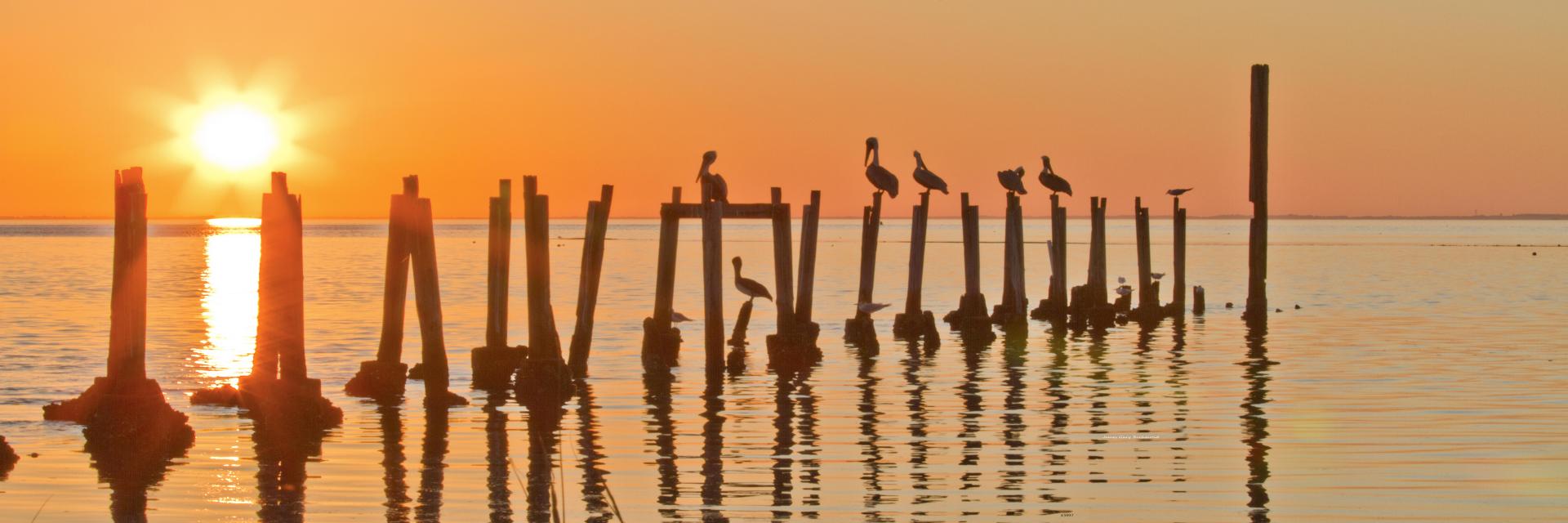 43997p pelicans in sunset, old dock posts,,.jpg