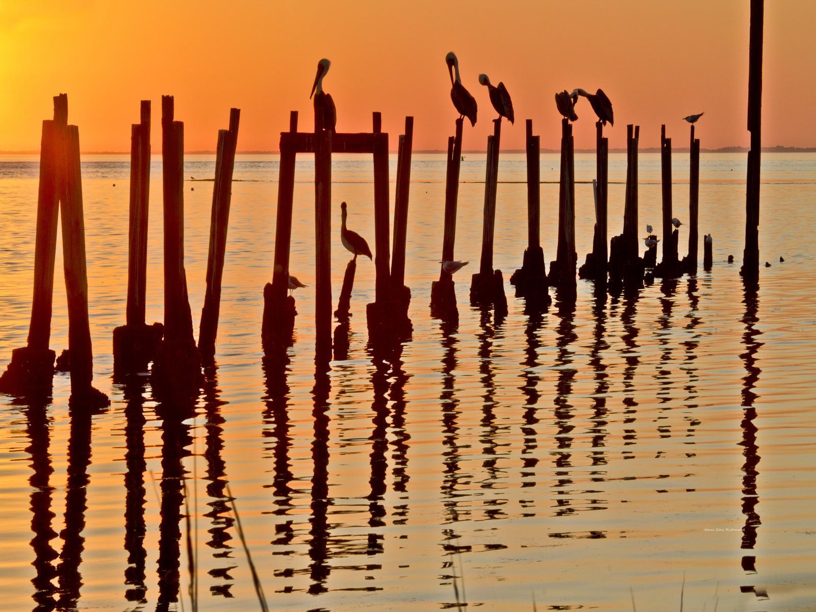 44003  nature, pelicans, old dock posts, sunset,,.jpg