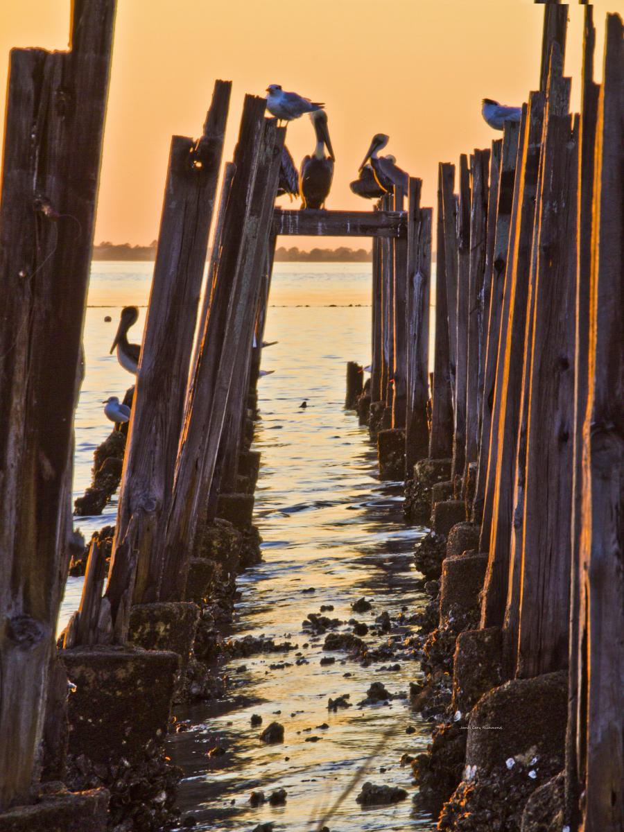 45084 seascape, old dock posts, sunset, pelicans,,.jpg
