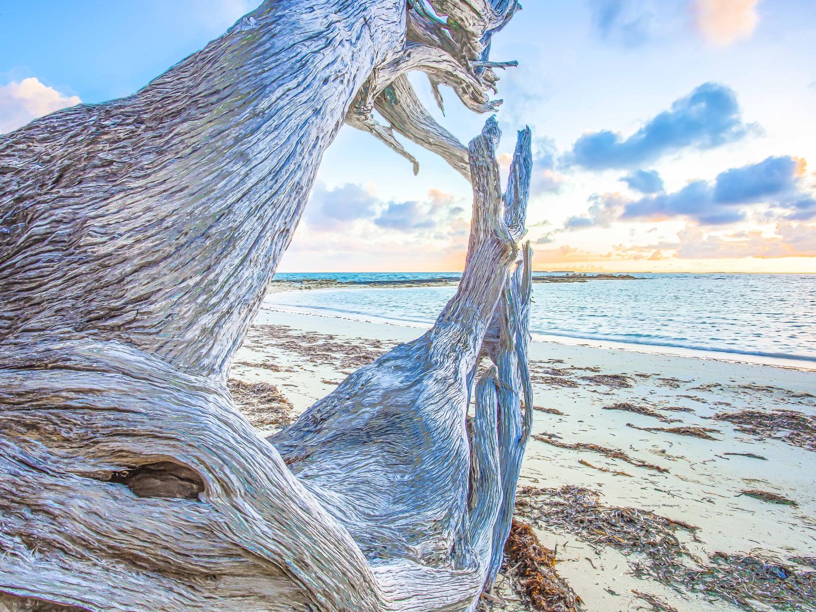 50709 andros island bahamas caribbean sunrise driftwood,, .jpg