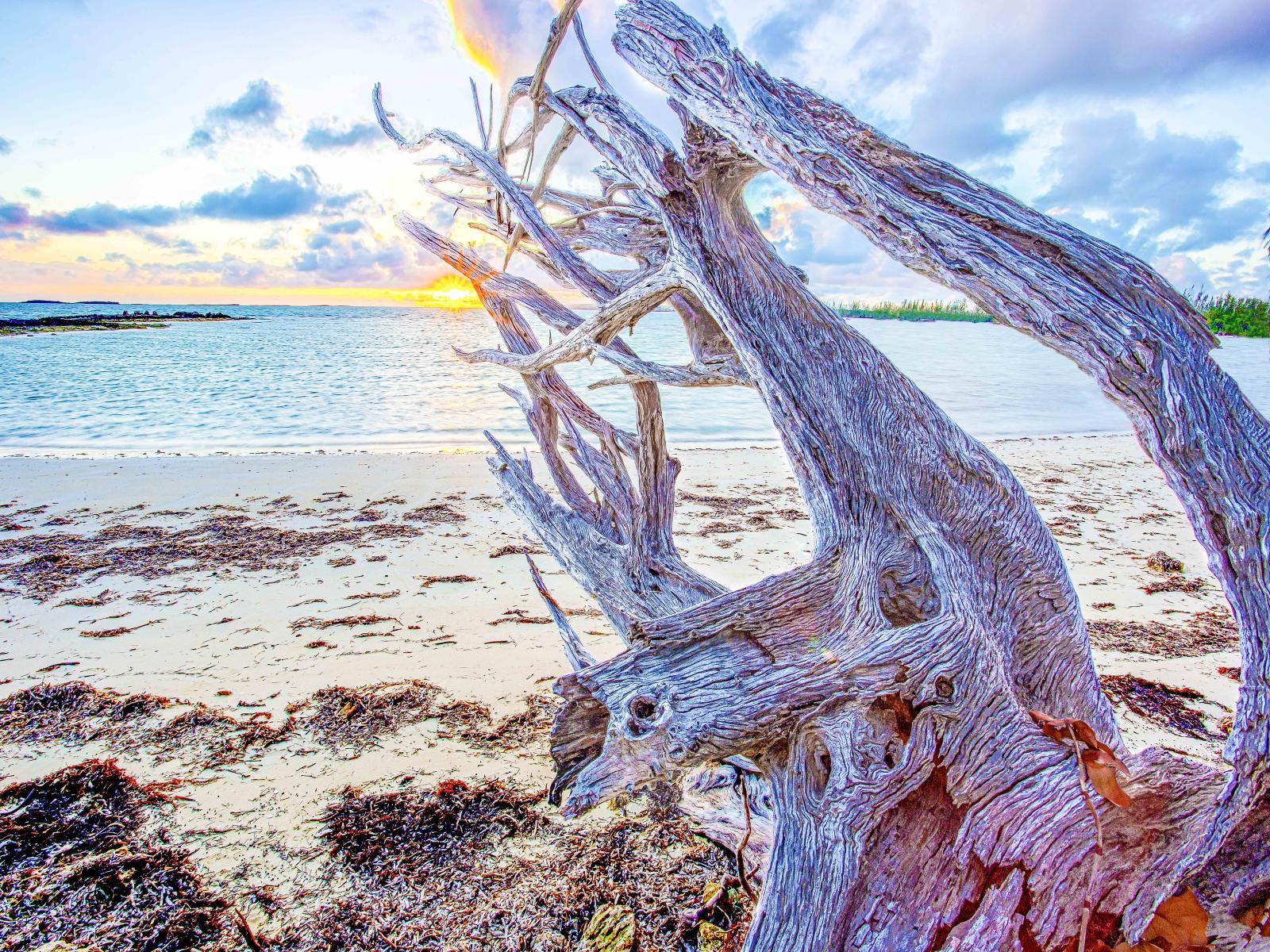 50711 andros Island bahamas caribbean sunrice driftwood,, .jpg