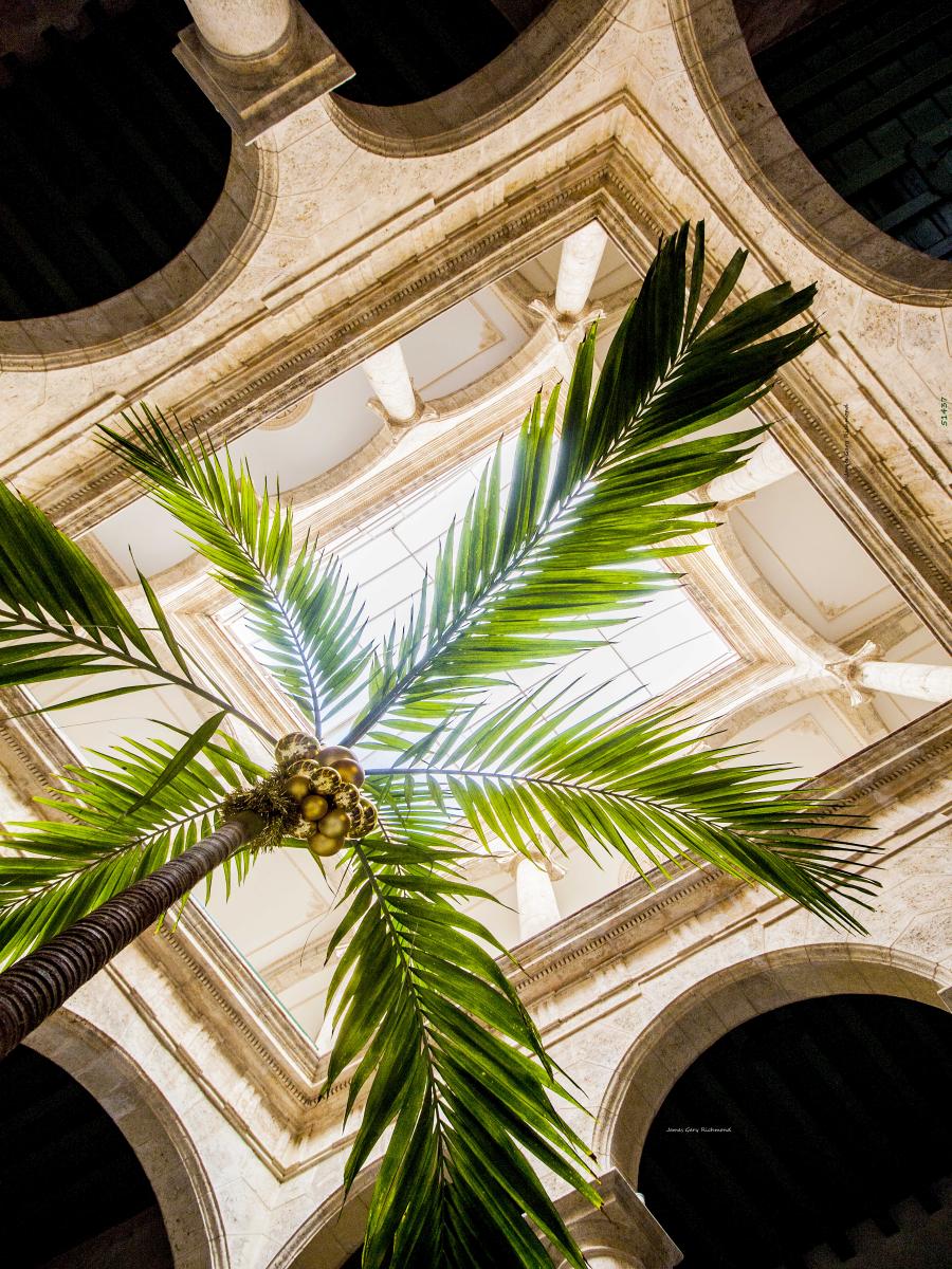 51437 architecture, ceiling, palm tree,, .jpg