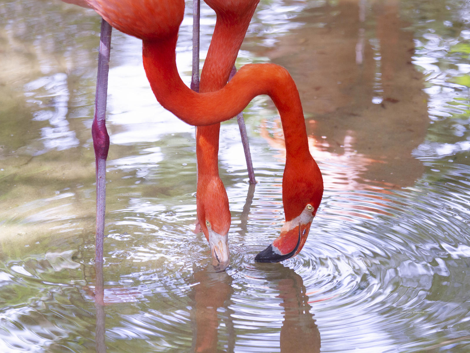 59161  flamingoes, nature,,.jpg