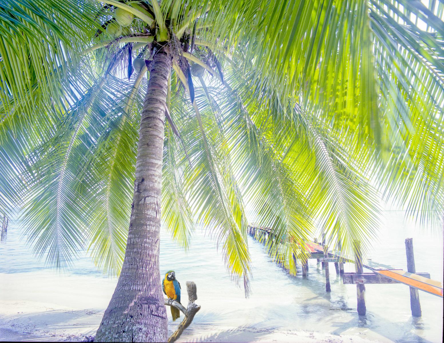 59298 seascape, coconut tree, caribbean, parrot, tropical,, .jpg
