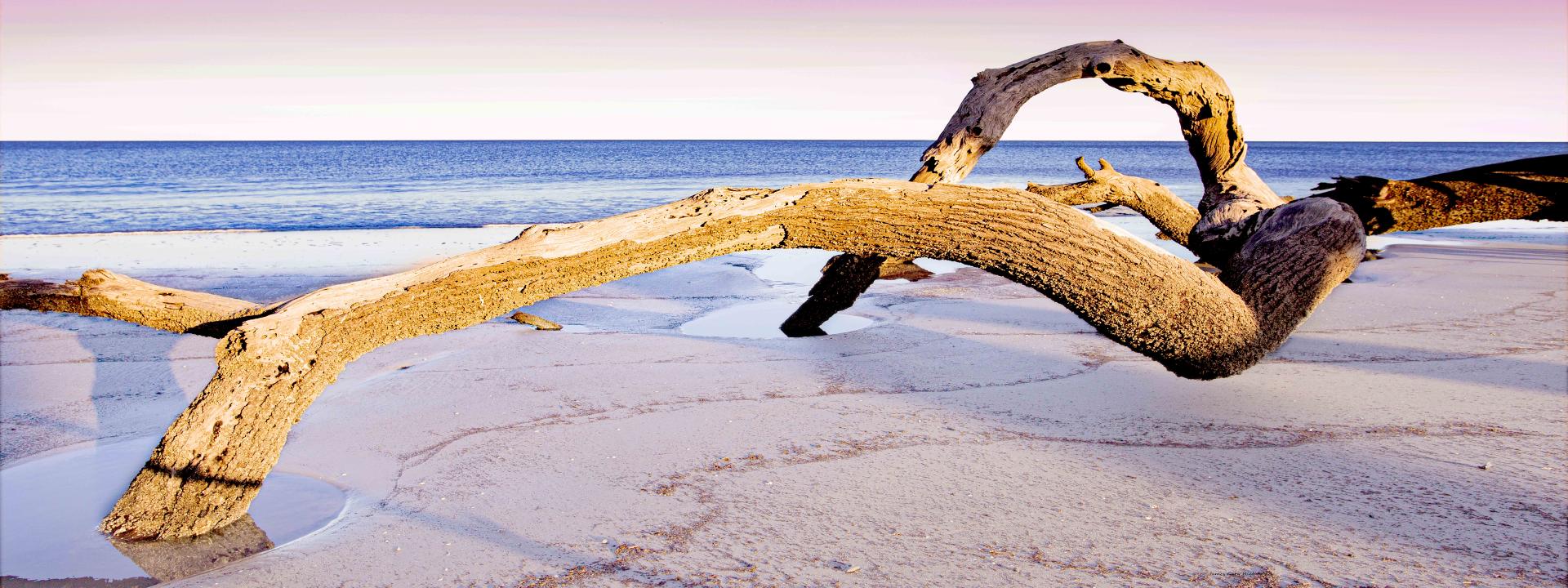59685p seascape, sunset, coastal driftwood,, .jpg